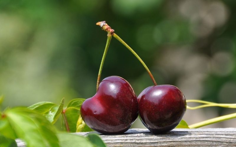 Cherry Picking (Logical Fallacy): Definition and Examples - Fallacy in Logic
